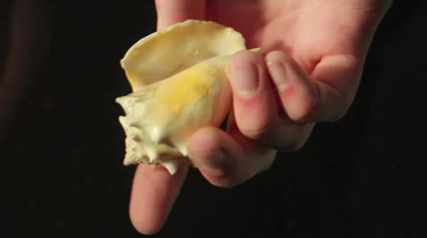 A hand is dropping a clam in water Stock Footage 24891742