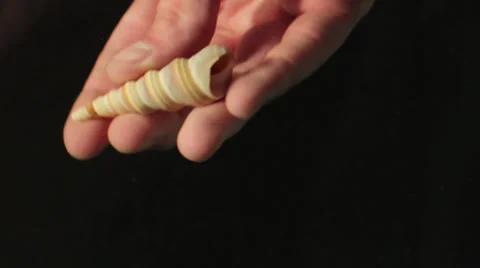 A hand is dropping a clam in water Stock Footage 24894037