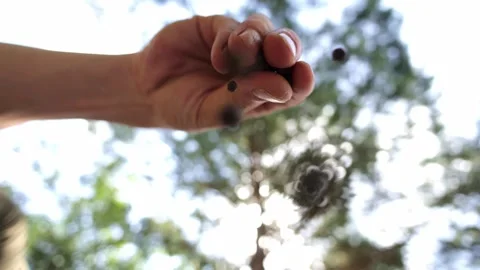 Hand Dropping Coffee Beans Against Summer Sky Stock-Footage 280121255
