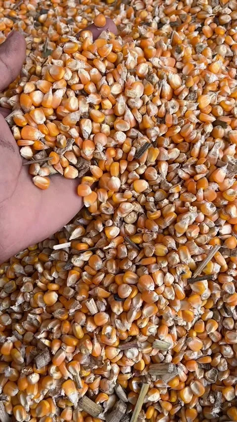 Hand Dropping Corn Kernels in Slow Motion | Vertical 4K Close-Up Stockbeeldmateriaal 321515450