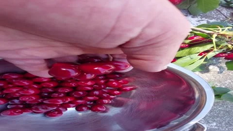 Hand dropping fresh harvested red sweet cherries into metal bowl 動画素材 346304912