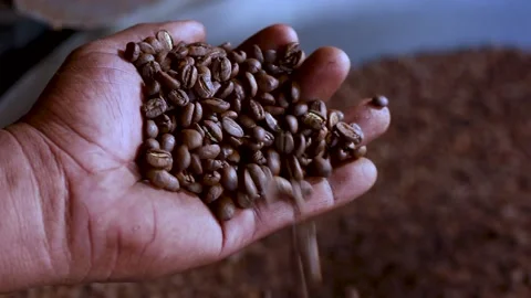 Hand dropping fresh roasted coffee beans into a cooler machine Stock Footage 136436501