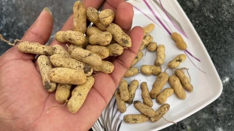 Hand Dropping Peanuts into Plate | Falling Groundnuts Close-Up Vidéo 318554154