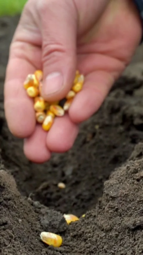 Hand dropping yellow corn seeds into a furrowed patch of dark soil, showcasing Stock Footage 338131438