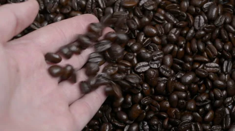 Hand drops some roasted coffee onto more beans. Stock Footage 53255481