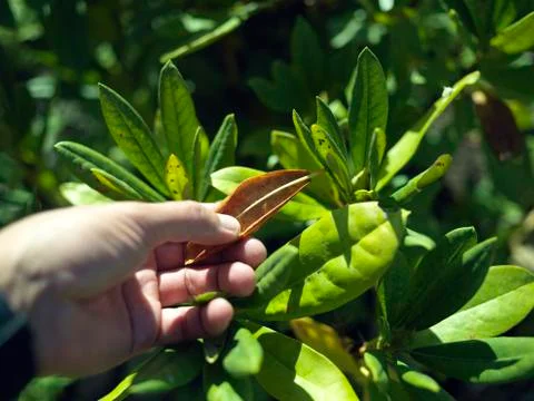 Hand with dry leaf 写真素材