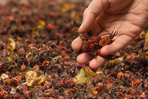 Hand with drying dogrose Stock Photos