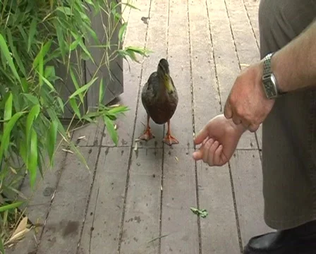 Hand duck Stock Footage 142360