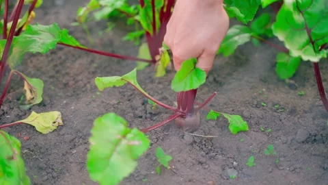 A hand with effort pulls a small red beet from the soil close-up Stock Footage 204028080
