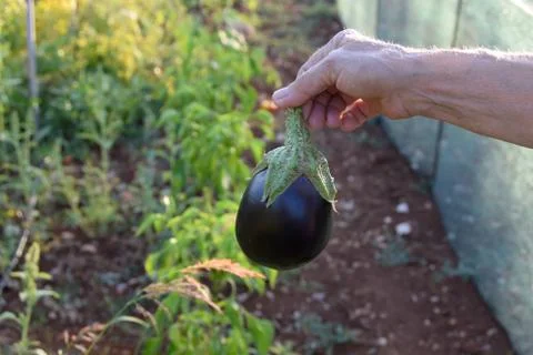 Hand with eggplant vegetable Foto stock