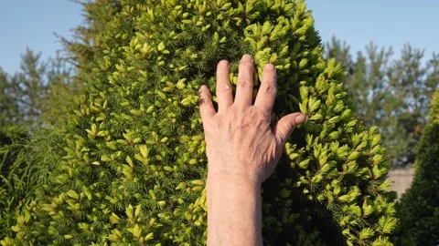 Hand Of Elderly Persons Gently And Care Touches Needles Of Coniferous Tree 库存影片 278358295