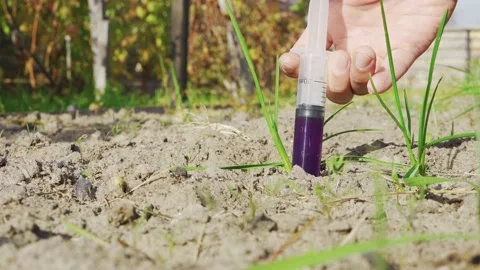 The hand empties the syringe into the soil of the vegetable garden Stock Footage 165864504
