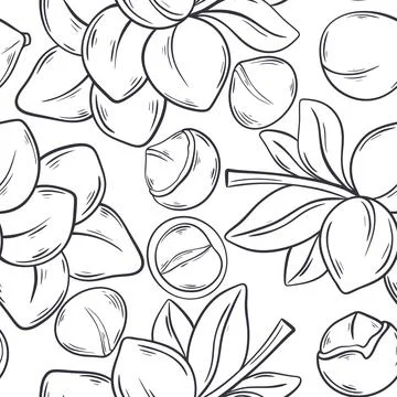 Hand engraved macadamia nut seamless pattern Stock Illustration
