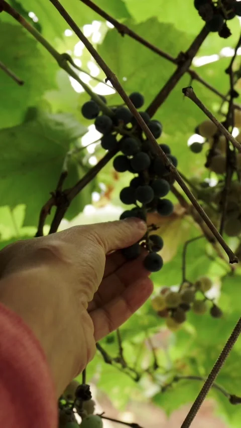 Hand examines ripe black grape cluster hanging on grapevine in vineyard, with Stock Footage 346641100