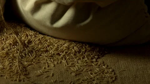 Hand examining brown rice in a sack Stock Footage 8573348