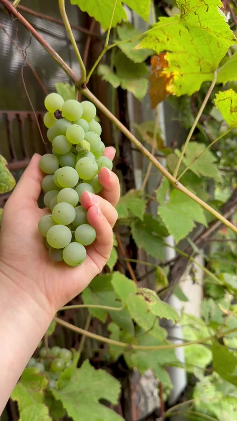 Hand Examining Ripe White Grapes Among Green and Brown Vineyard Leaves Stock Footage 345871184