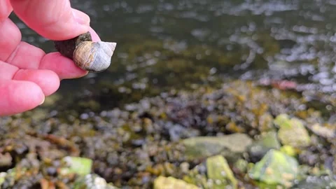 Hand examining a rock with snails beside a mountain stream Stock Footage 344058485