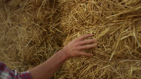Hand examining straw bale closeup. Farmer arm running hay stack at countryside. Video stock 201518861