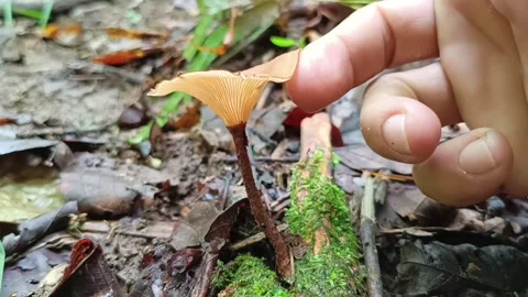 Hand Examining Thickness and Texture of Wild Lentinus Mushroom Stock Footage 335945615
