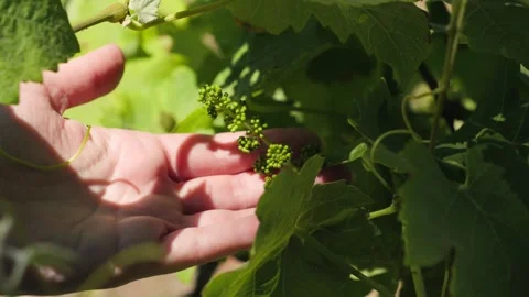 Hand examining young green grape clusters growing on a vineyard vine. Stock Footage 336724142