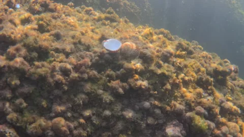 Hand exploring the underwater seafloor, discovering scallops among marine algae Stock Footage 343425138