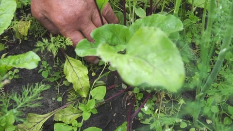 Hand extraction small beet from the ground. Close up. Slow motion Stock Footage 115799713