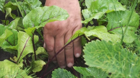 Hand extraction small beet from the ground. Close up Stock Footage 115800362