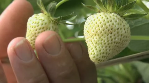 The hand of the farmer checking plants Strawberries Closeup. Video stock 21379128