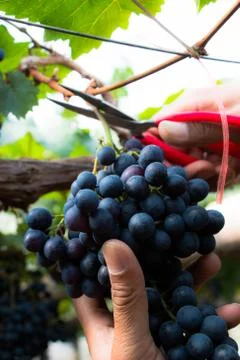 Hand farmer cutting grapes on tree Stock Photos