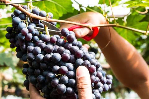 Hand farmer cutting grapes on tree Stock Photos