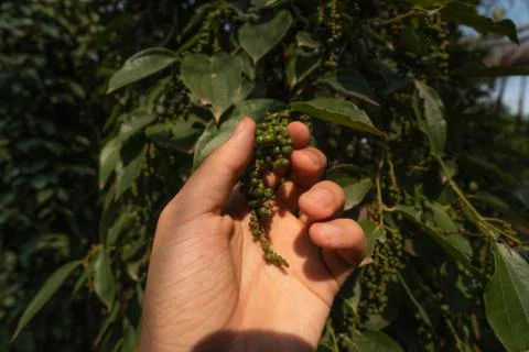 Hand of the farmer holding a raw green pepper which growing on a trees. Black Stock Photos