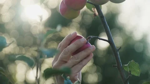 Hand of farmer man picking an ripe red apples fruits, apple tree background sun Vídeo Stock 221122827
