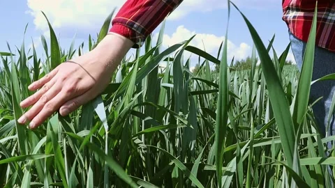 The hand of a farmer or female worker touches the green leaves of wheat. Stock Footage 217397992