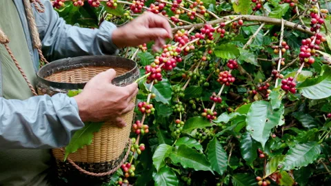 Hand farmer picking coffee bean in coffee process agriculture background Stock Footage 144592496