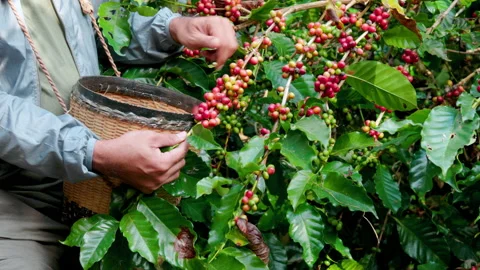 Hand farmer picking coffee bean in coffee process agriculture background. Stock Footage 144805738