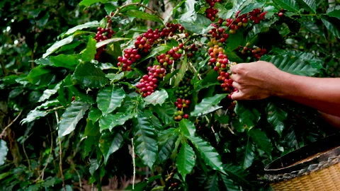 Hand farmer picking coffee bean in coffee process agriculture background. Stock Footage 144806294
