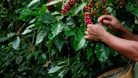 Hand farmer picking coffee bean in coffee process agriculture background. Stock Footage 145262779