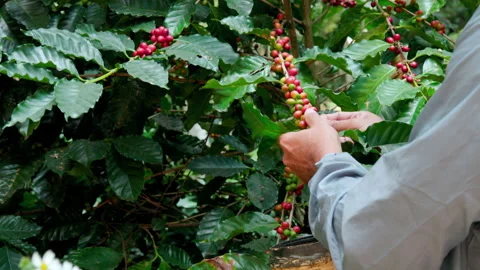 Hand farmer picking coffee bean in coffee process agriculture background. Stock Footage 146829597