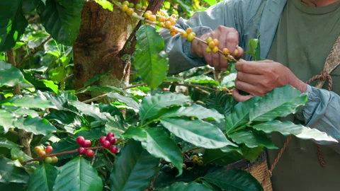 Hand farmer picking coffee bean in coffee process agriculture background. Stock Footage 147903749