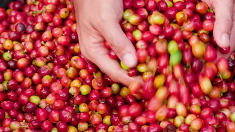 Hand farmer picking coffee bean in coffee process agriculture background. Stock Footage 147903875