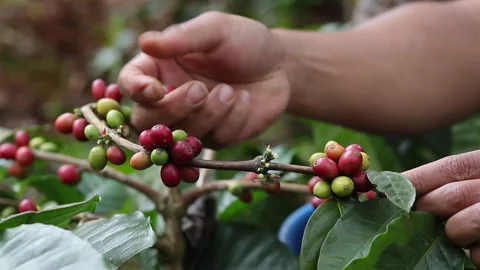 Hand farmer picking coffee bean in coffee process agriculture background Stock Footage 257567238