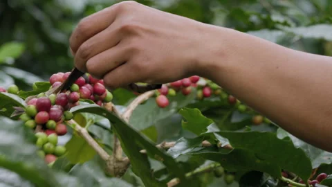 Hand farmer picking coffee bean in coffee process agriculture background. Stock Footage 258634968