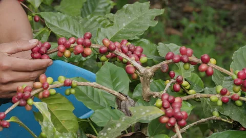Hand farmer picking coffee bean in coffee process agriculture background. Stock Footage 258634978