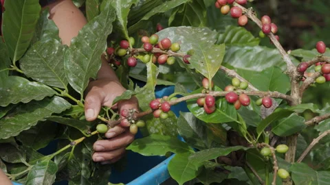 Hand farmer picking coffee bean in coffee process agriculture background. Stock Footage 258635079