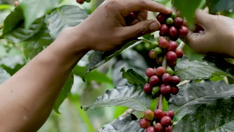 Hand farmer picking coffee bean in coffee process agriculture background. Stock Footage 260521326