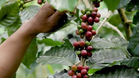 Hand farmer picking coffee bean in coffee process agriculture background. Stock Footage 260521826