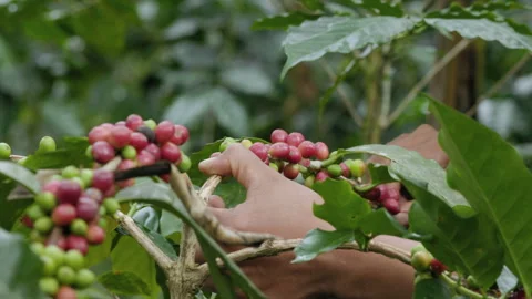 Hand farmer picking coffee bean in coffee process agriculture background. Stock Footage 260522330