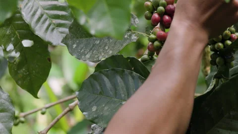Hand farmer picking coffee bean in coffee process agriculture background. Stock Footage 263399700