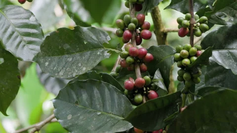 Hand farmer picking coffee bean in coffee process agriculture background. Stock Footage 263399745