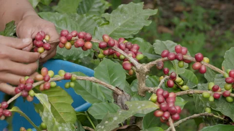 Hand farmer picking coffee bean in coffee process agriculture background. Video stock 263399965